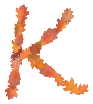letter K made of oak autumn leaves