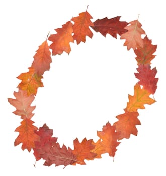 letter O made of oak autumn leaves