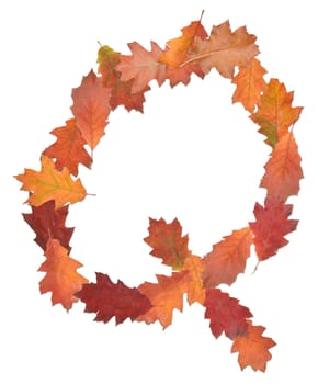 letter Q made of oak autumn leaves