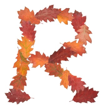 letter R made of oak autumn leaves