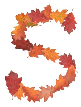 letter S made of oak autumn leaves