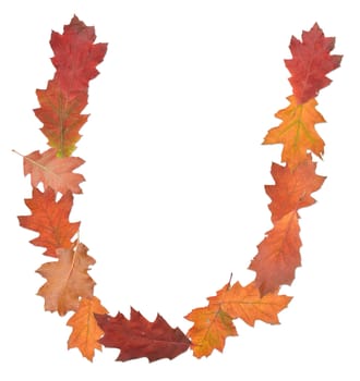 letter U made of oak autumn leaves