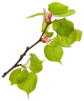 close-up linden branch with new leaves, isolated on white