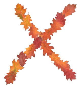 letter X made of oak autumn leaves