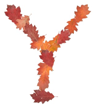 letter Y made of oak autumn leaves