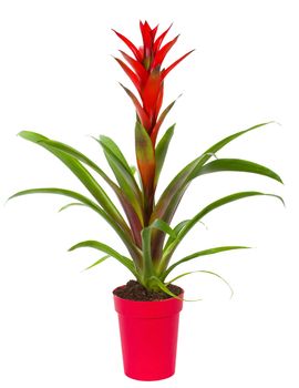bromelia plant in pot, isolated on white