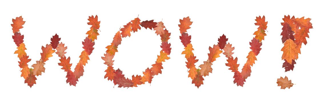 word wow made of autumn leaves as a button