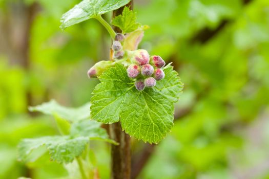 new leaves of redcurrant in spring