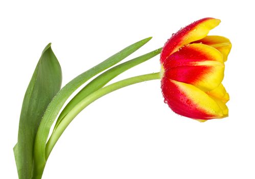 close-up red-yellow tulip, isolated on white