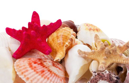 seashells background with starfish