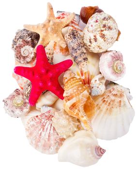 seashells background with starfish