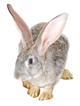close-up single gray rabbit, isolated on white