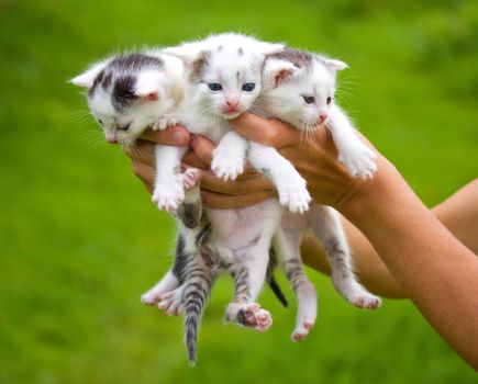 three little kittens in hands on green background