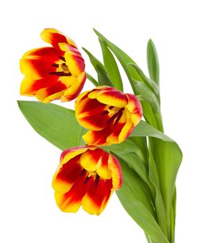 close-up red-yellow tulips bouquet, isolated on white