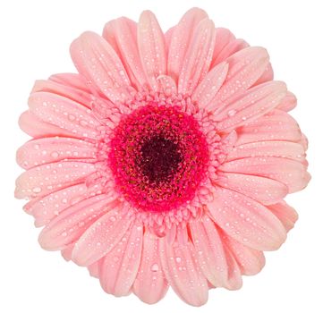 close-up pink gerbera flower, isolated on white