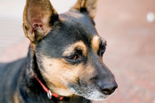 dog's head with hair black and yellow color closeup