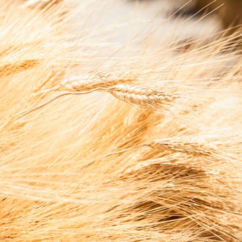 Wheat sacks during a sunny day in a warm  summer season
