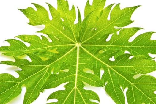 green leaf isolate on white background / papaya leaf