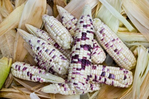 Freshly harvested corn waxy.