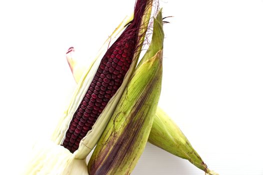 Closeup of Purple Waxy Corn isolated on white background