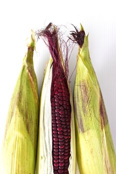 Closeup of Purple Waxy Corn isolated on white background