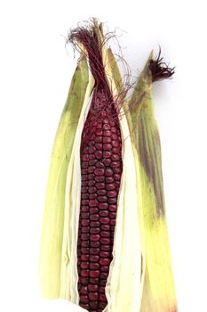 Closeup of Purple Waxy Corn isolated on white background
