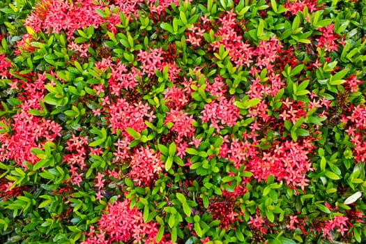 Red needle flower in the park