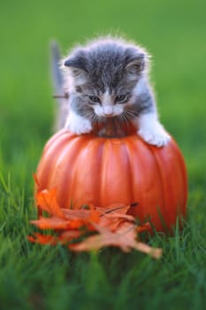 Kitten in the Grass With Pumpkin