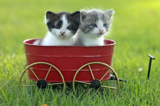 Cute Little Kittens Outdoors in Natural Light