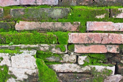 Texture of old Brick wall covered green moss