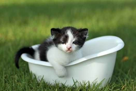 Adorable Baby Kitten Outdoors in Grass