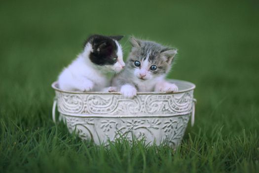 Baby Kittens Outdoors in a Green Meadow of Grass