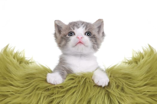 Cute Little Kitten Portrait in Studio on White Background