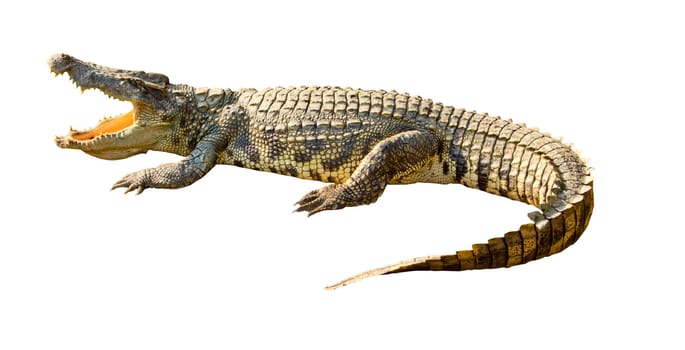 Dangerous crocodile open mouth isolated with clipping path
