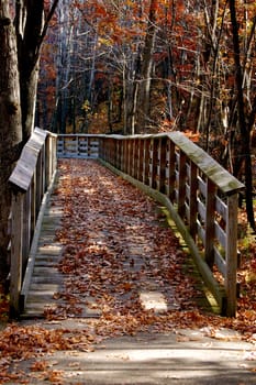 Autumn trail into the woods