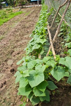 Small vegetable zucchini