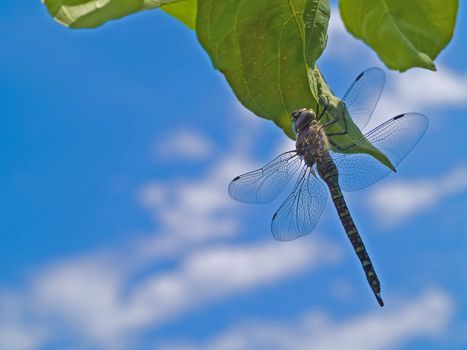 Dragonfly in a Green Tree on a Sunny Day