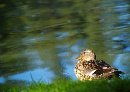 Duck at the Water's Edge