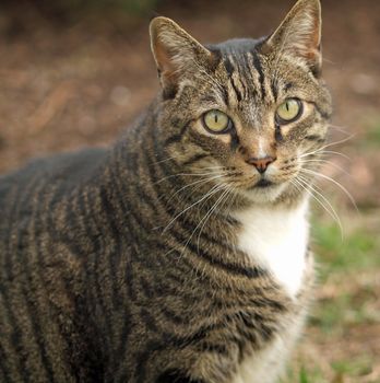 An Adult Tabby Cat Outdoors in a Grassy Yard