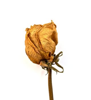 Dried rose on whiteground