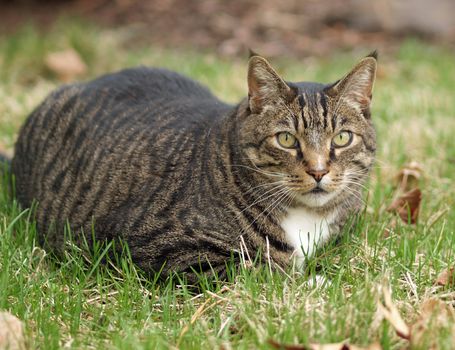 An Adult Tabby Cat Outdoors in a Grassy Yard