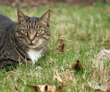 An Adult Tabby Cat Outdoors in a Grassy Yard