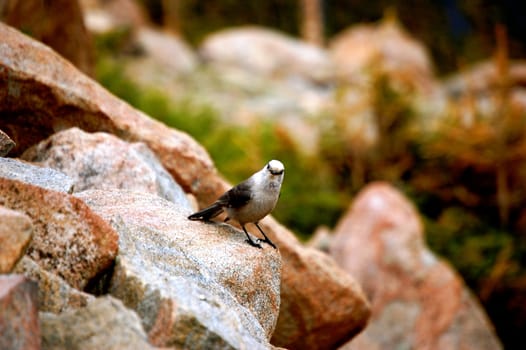 Bird on Rock