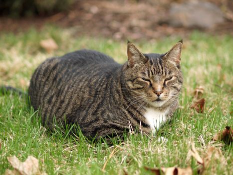 An Adult Tabby Cat Outdoors in a Grassy Yard 