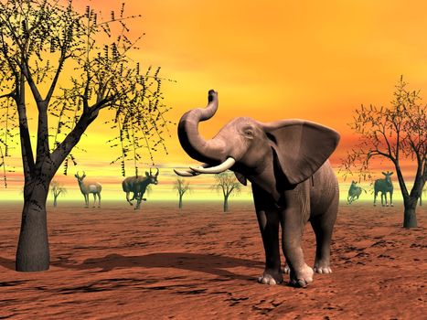 Wild animals as elephant, zebra, antelope in the savannah by sunset