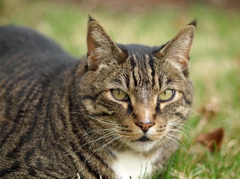 An Adult Tabby Cat Outdoors in a Grassy Yard 