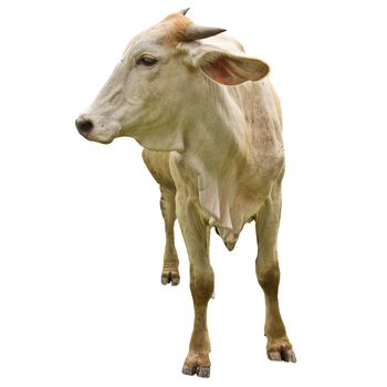 Thai native cattle on whiteground