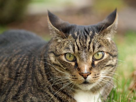 An Adult Tabby Cat Outdoors in a Grassy Yard 