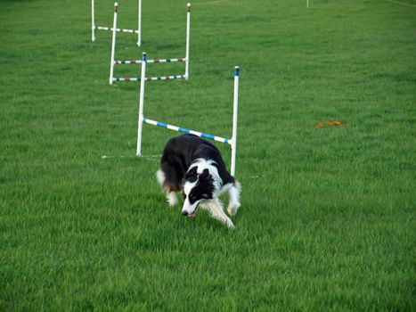 Dog Jumping at an Agility Training