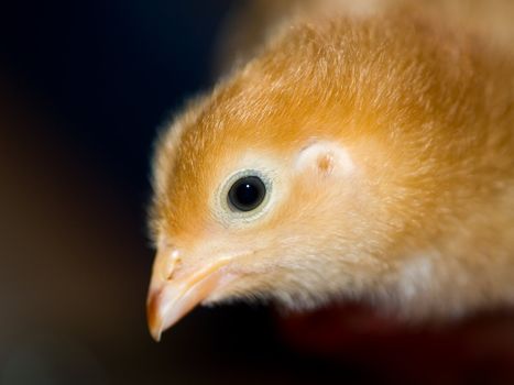 Little yellow and orange fuzzy chick portraits